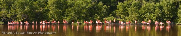 20091227-Flamingo1 copy