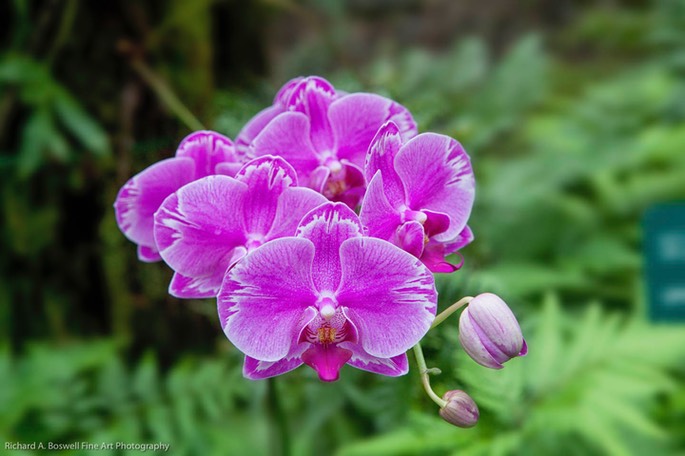 Orchid I