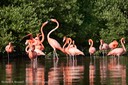 Flamingo3